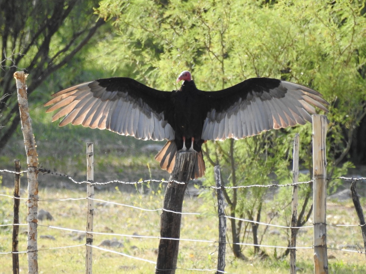 Turkey Vulture - Fernando Muñoz