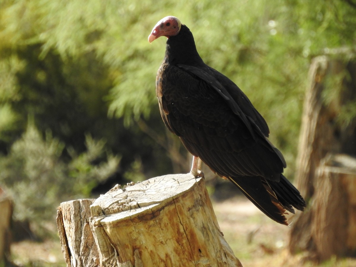 Turkey Vulture - ML611700790