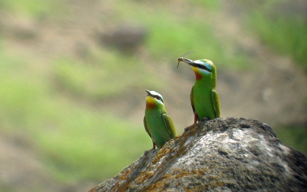 Blue-cheeked Bee-eater - ML611700912