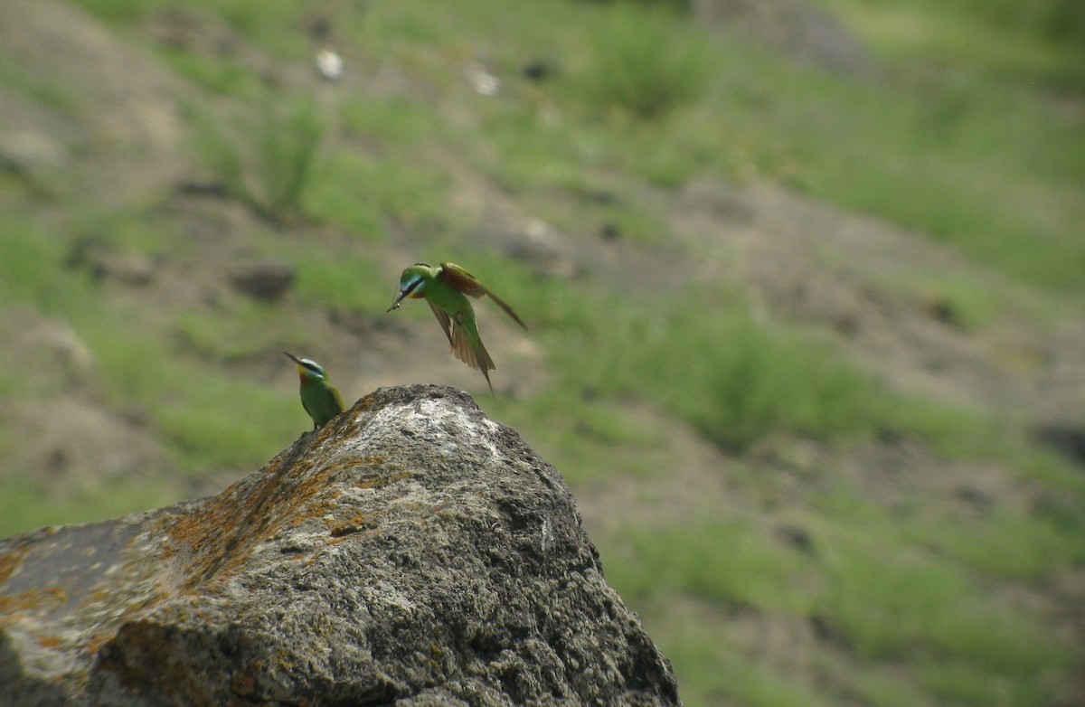 Blue-cheeked Bee-eater - ML611700914