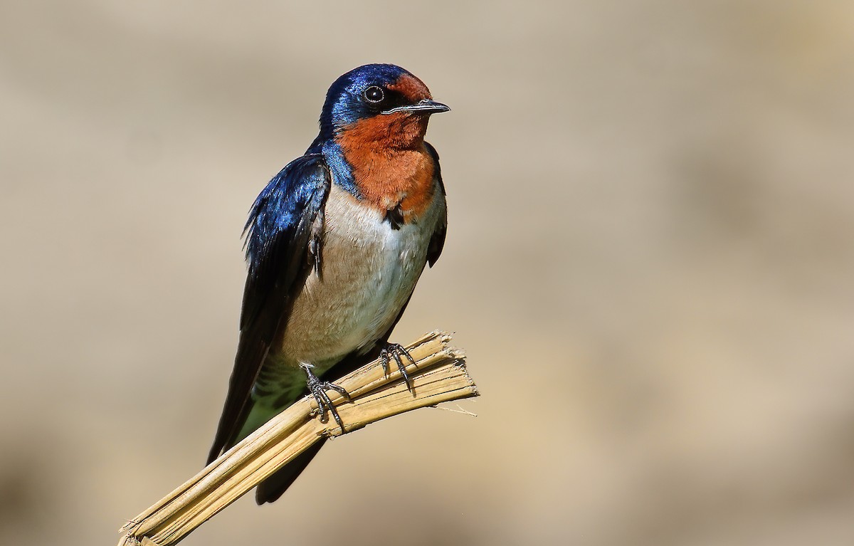 Angola Swallow - Ad Konings