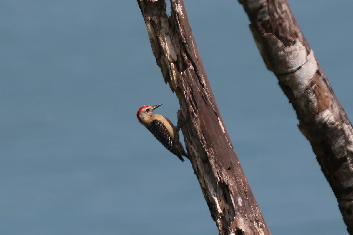 Red-crowned Woodpecker - ML611701421
