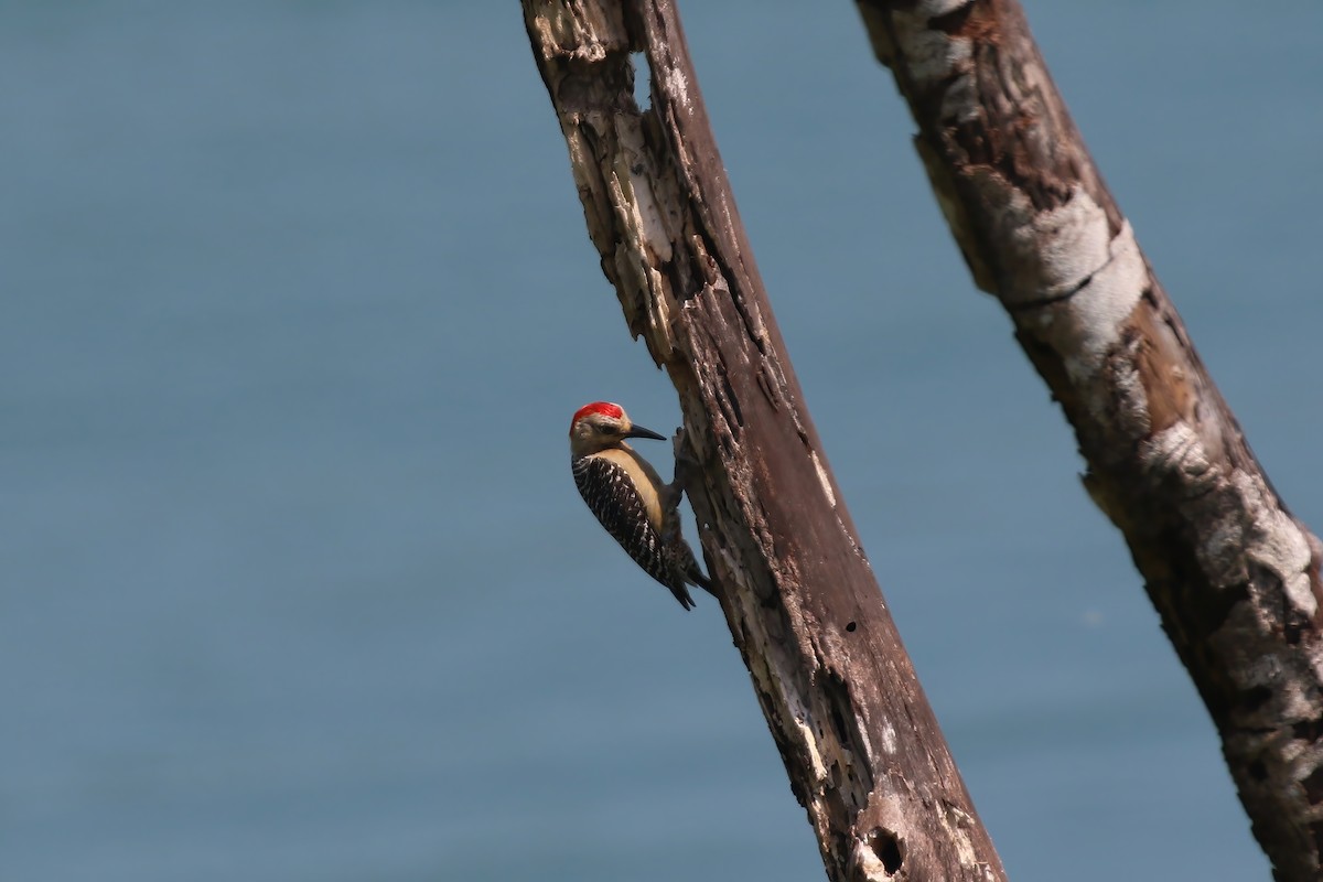 Red-crowned Woodpecker - ML611701423