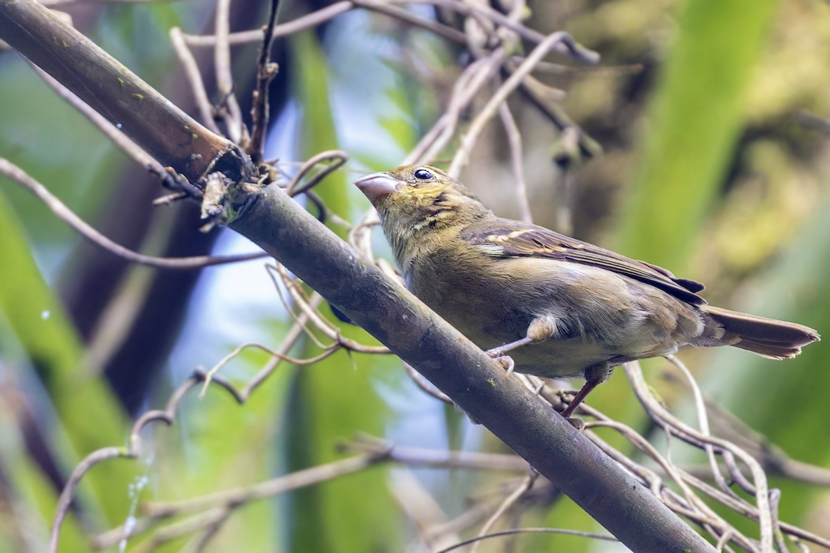 Buffy-fronted Seedeater - ML611701632
