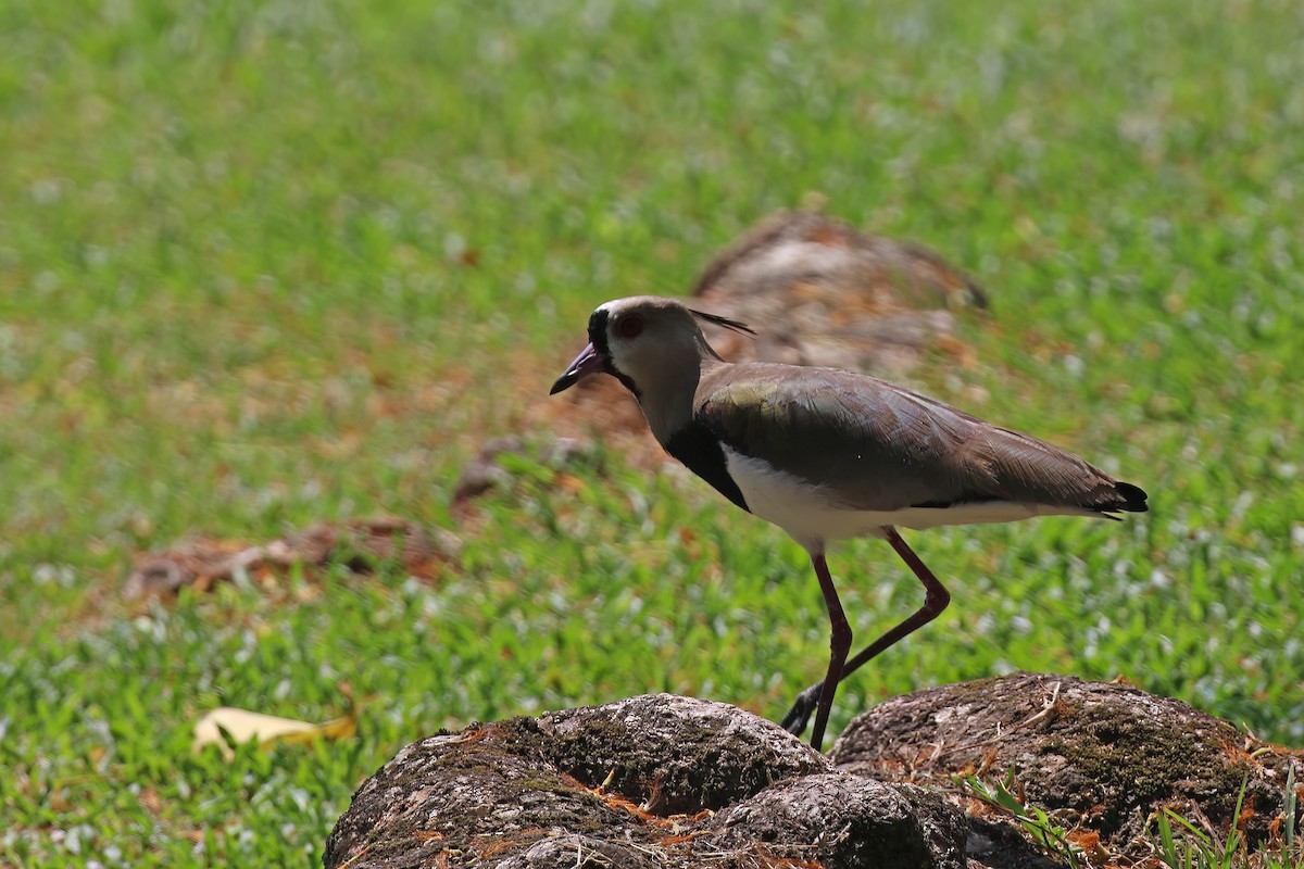 Чайка чилійська (підвид cayennensis) - ML611701818