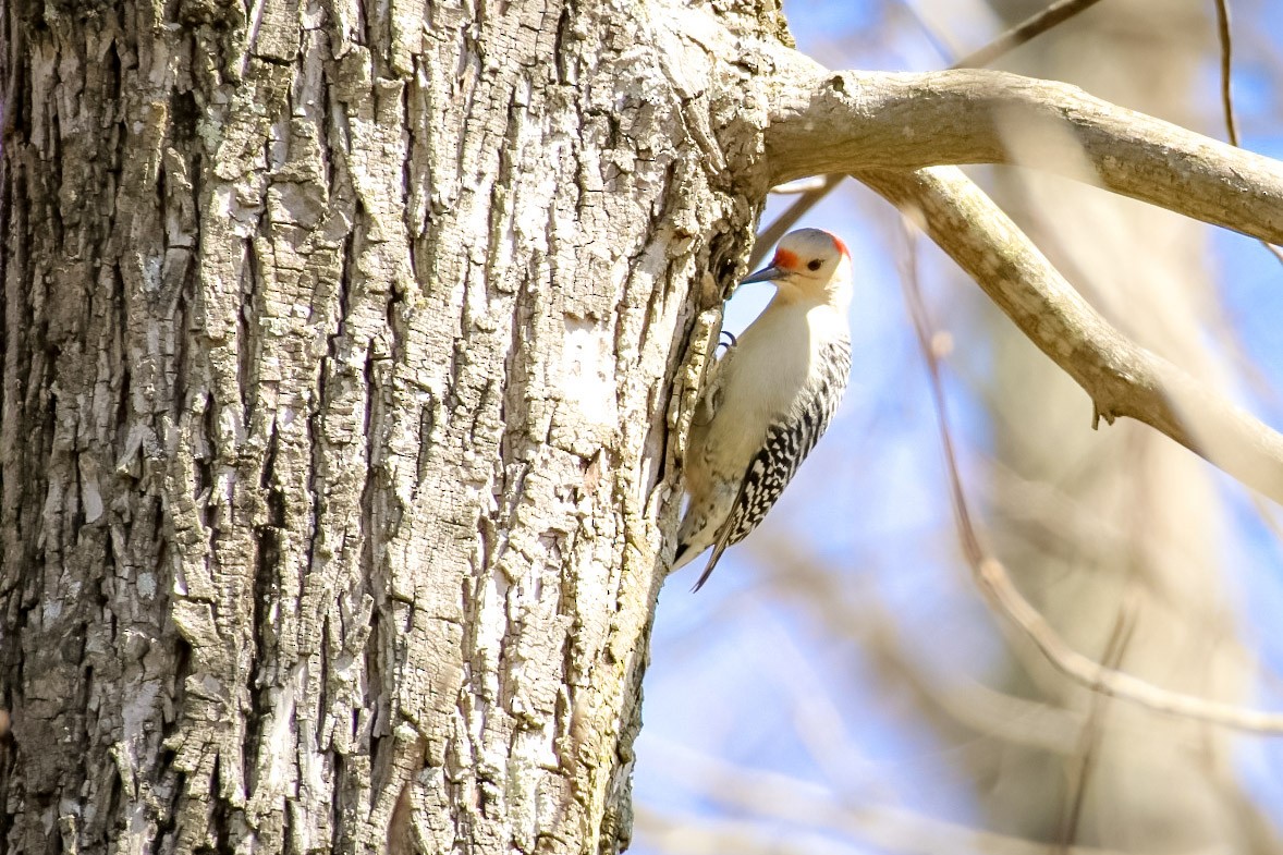 Red-bellied Woodpecker - ML611702025
