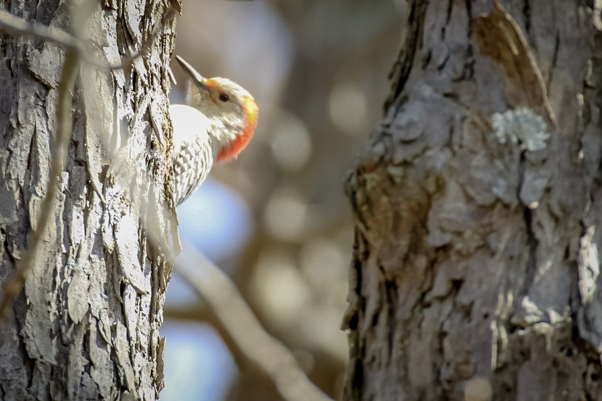 Red-bellied Woodpecker - ML611702029