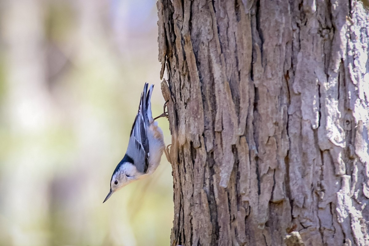 White-breasted Nuthatch - ML611702035