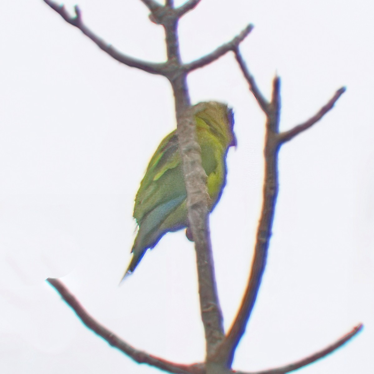 Gray-cheeked Parakeet - ML611702036