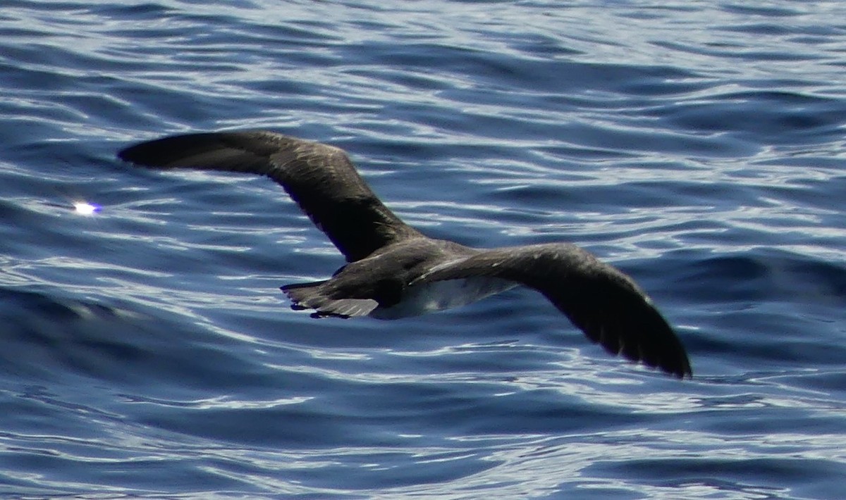 Pink-footed Shearwater - ML611702080