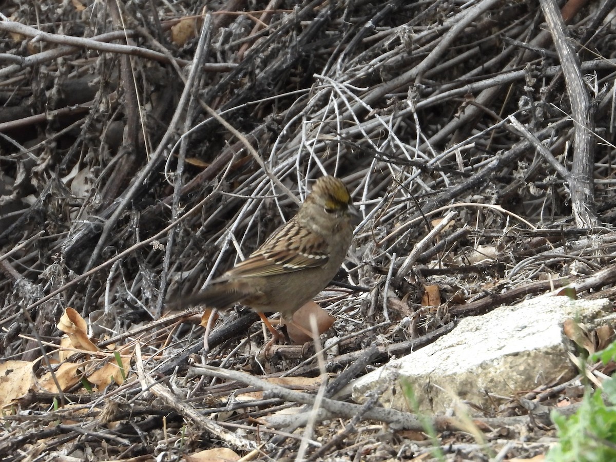 Golden-crowned Sparrow - ML611702149