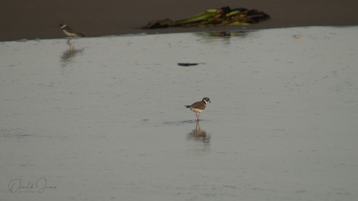 Semipalmated Plover - ML611702832