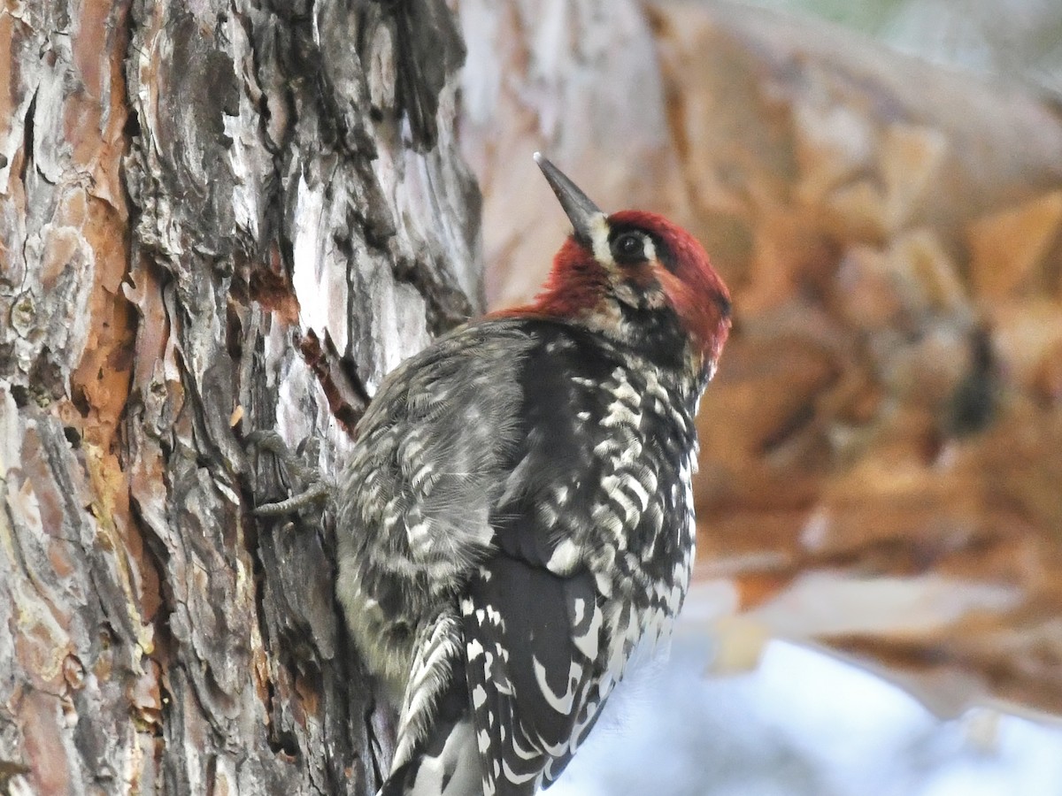 Red-naped x Red-breasted Sapsucker (hybrid) - ML611702906