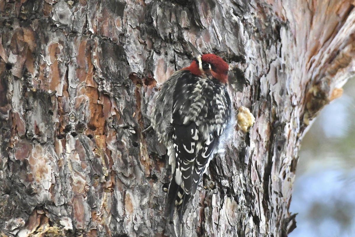 Red-naped x Red-breasted Sapsucker (hybrid) - ML611702907