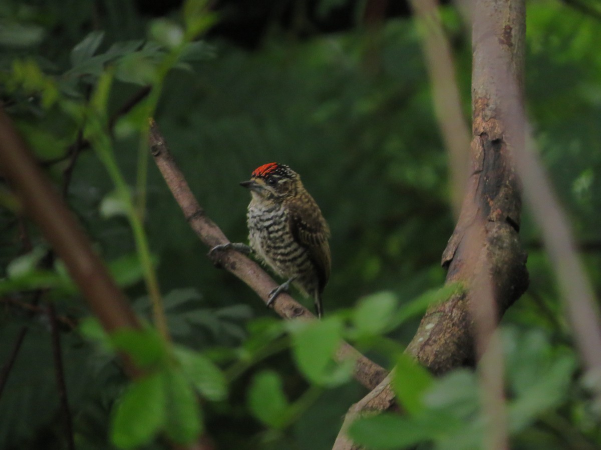 new world piculet sp. - ML611703655