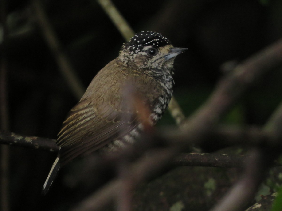 new world piculet sp. - ML611703657