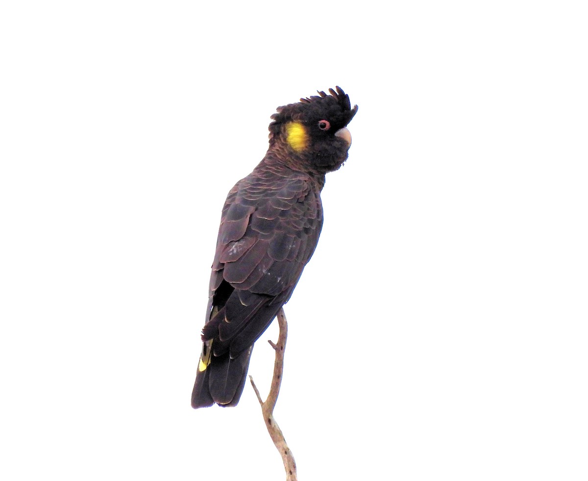 Yellow-tailed Black-Cockatoo - ML611703800