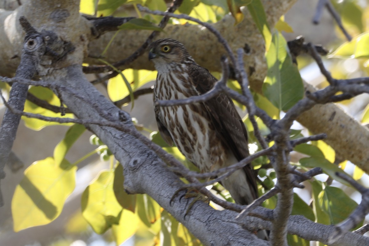 Madagascar Sparrowhawk - ML611704445