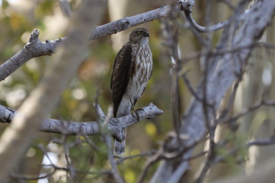 Madagascar Sparrowhawk - ML611704452