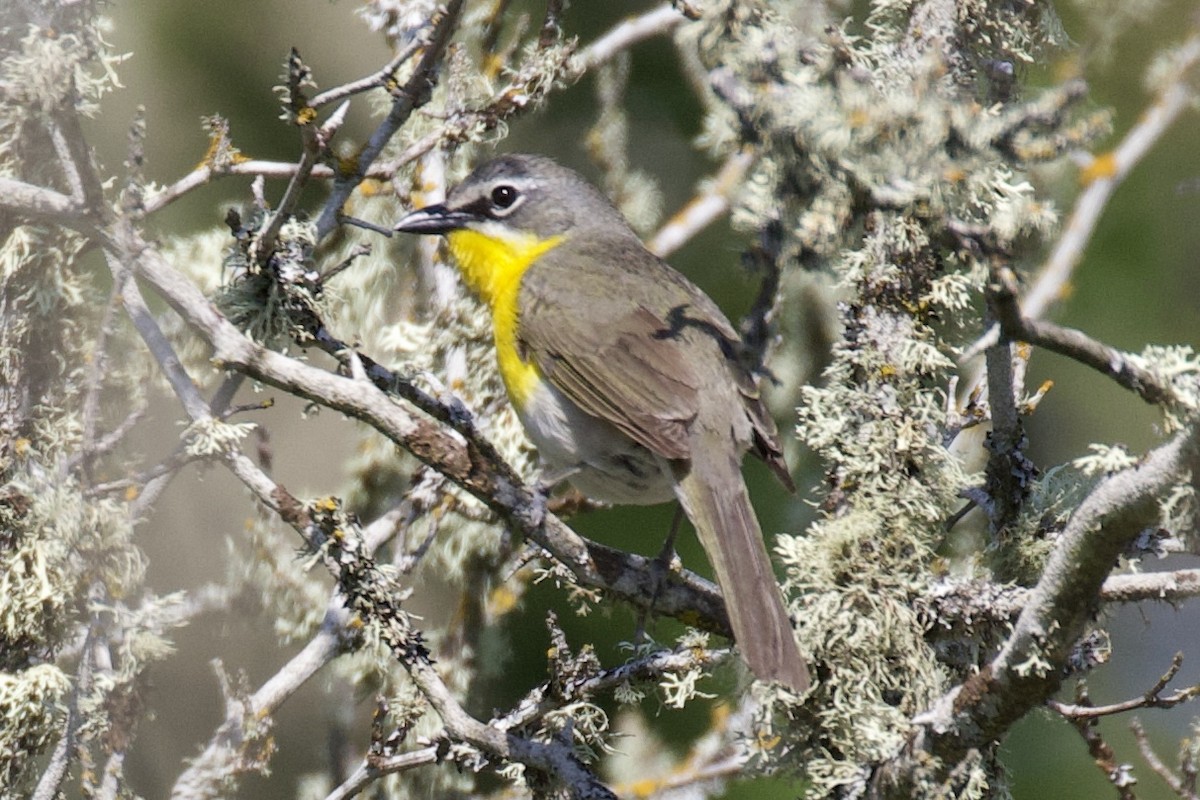 Yellow-breasted Chat - Otto Mayer