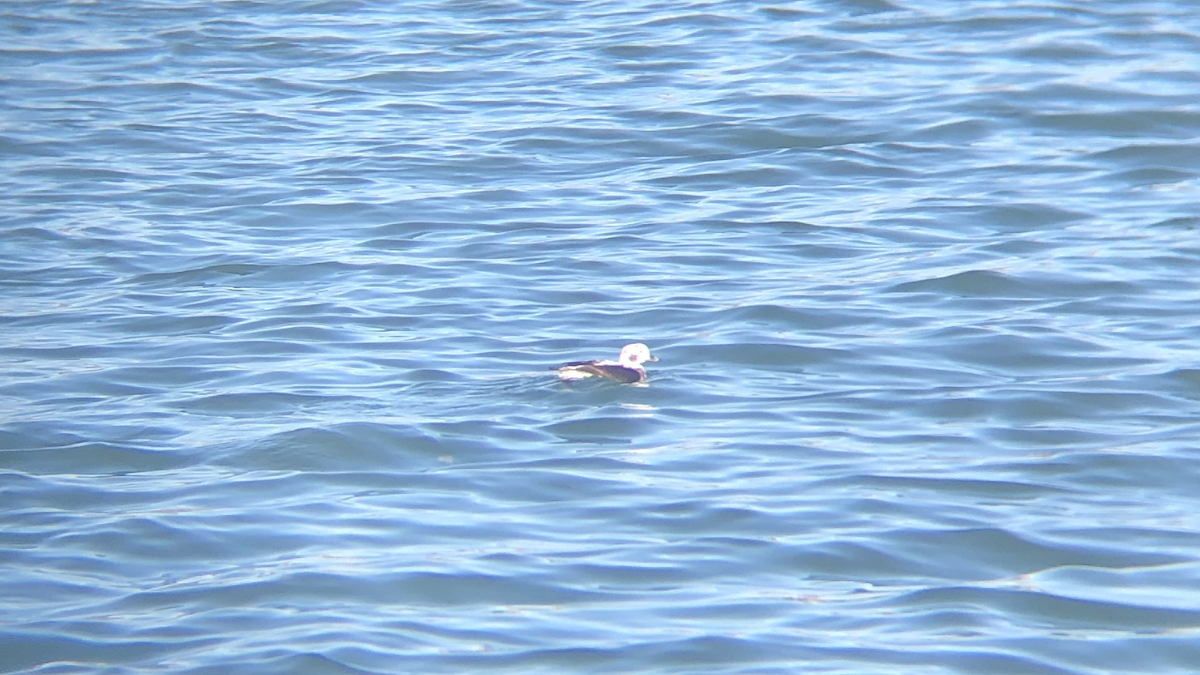 Long-tailed Duck - ML611704530
