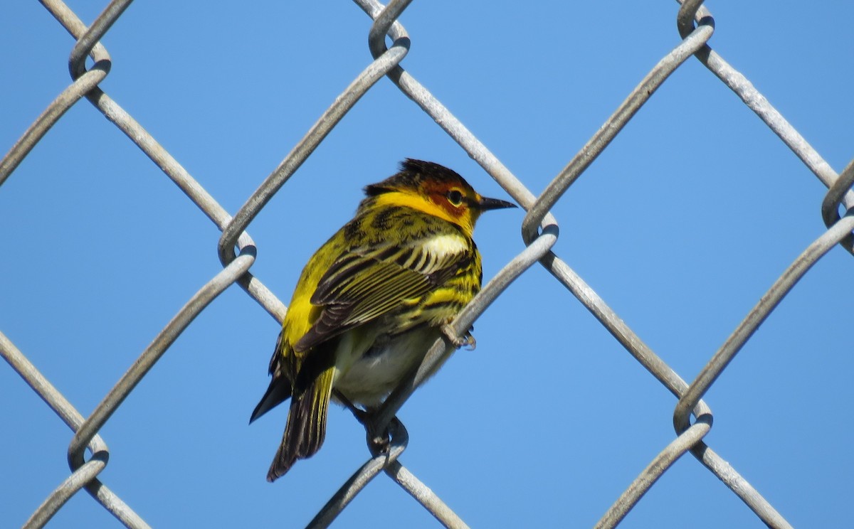 Cape May Warbler - ML611705307