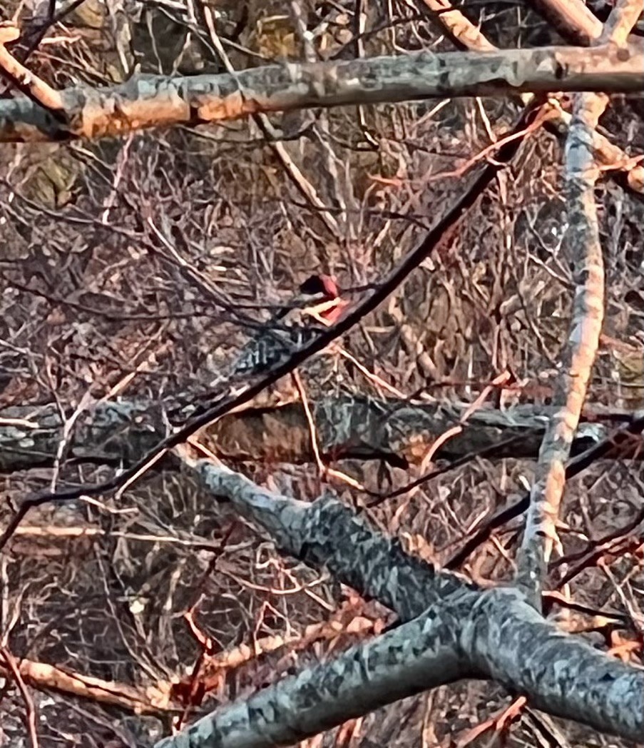 Ebird Checklist Nov Plum Island Please Use More Refined