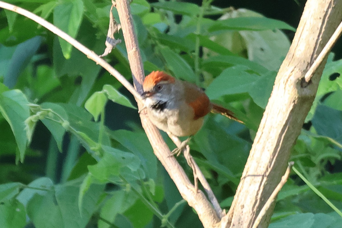 Sooty-fronted Spinetail - ML611705790
