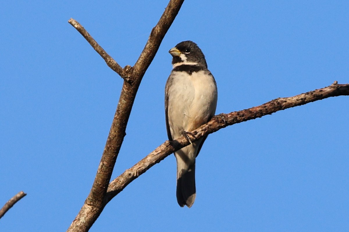 Double-collared Seedeater - ML611705794