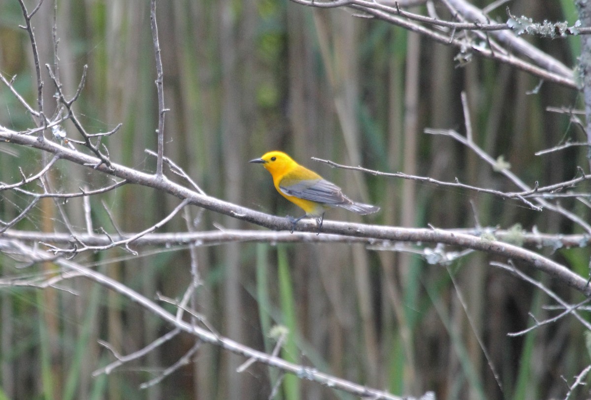 Prothonotary Warbler - ML611705849