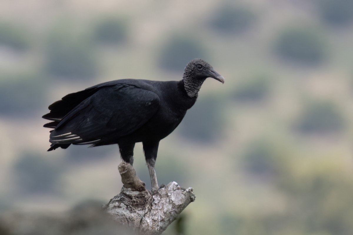 Black Vulture - ML611706385