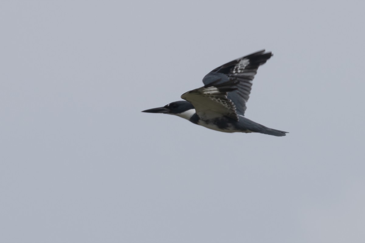 Belted Kingfisher - ML611706392