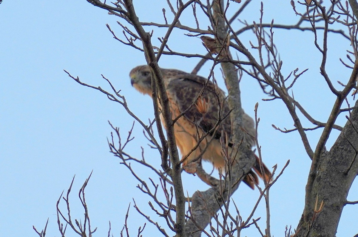 Red-tailed Hawk - ML611706518