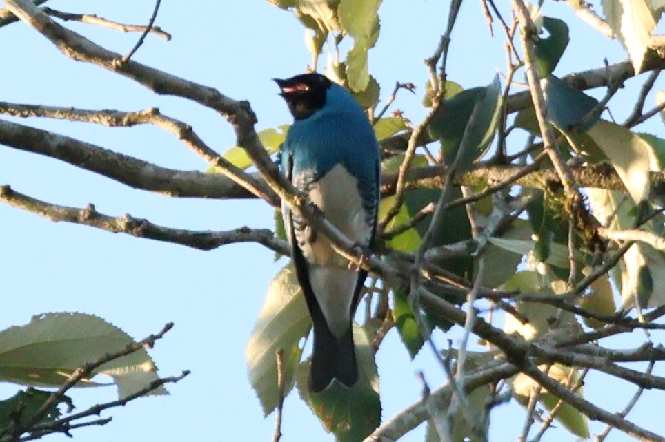 Swallow Tanager - ML611706771