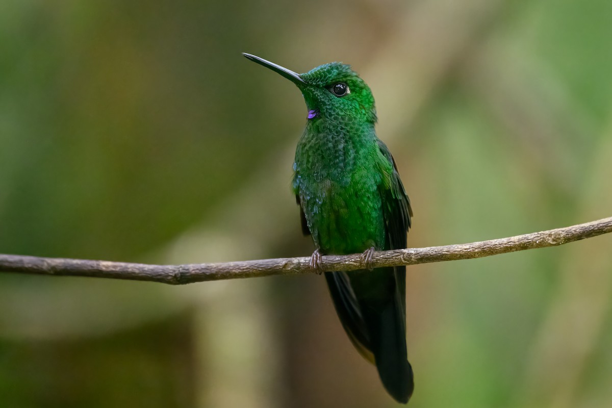 Green-crowned Brilliant - ML611706916