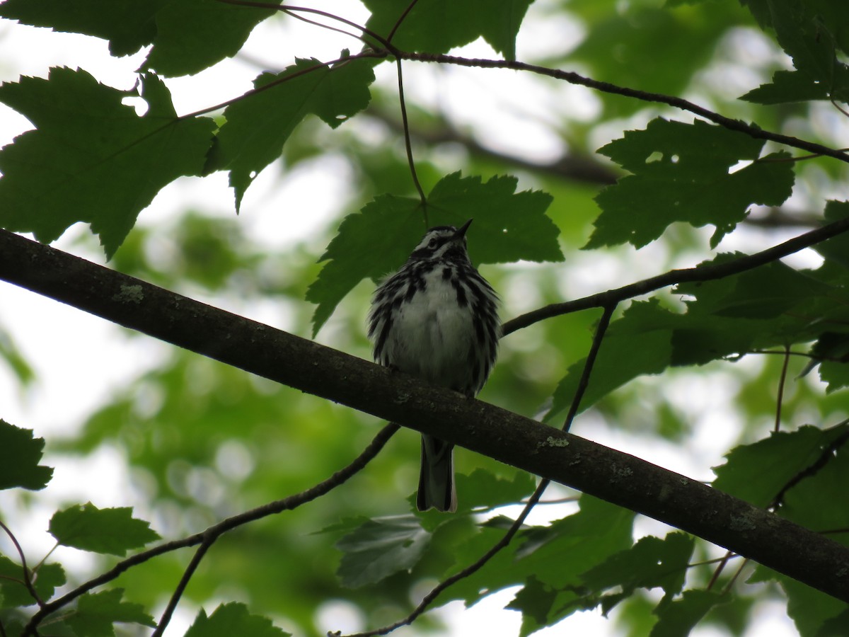 Black-and-white Warbler - Maili Waters