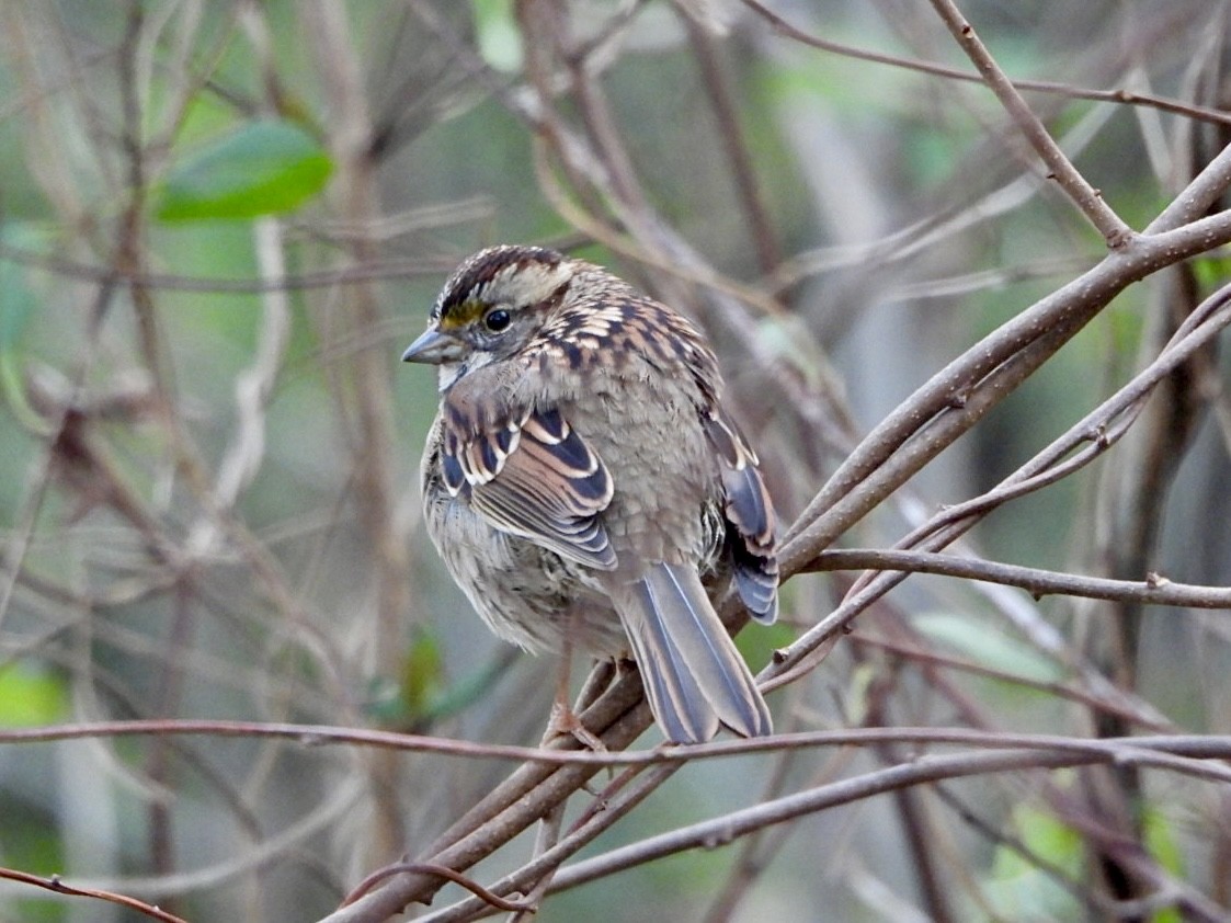White-throated Sparrow - ML611707530