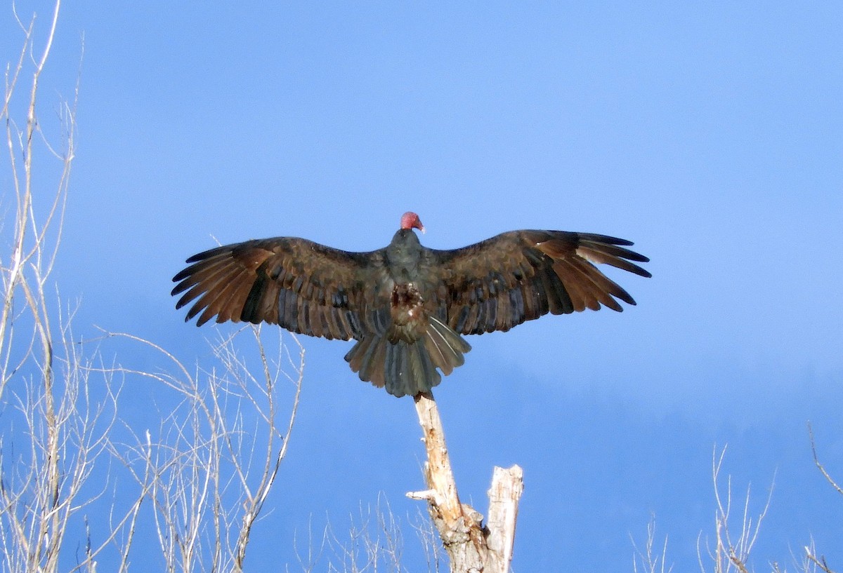 Turkey Vulture - ML611707662