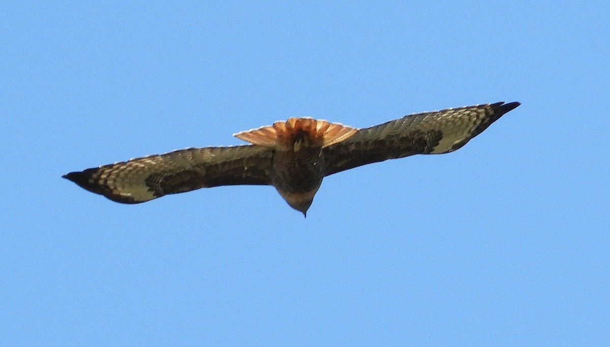 Red-tailed Hawk - Ken Schneider