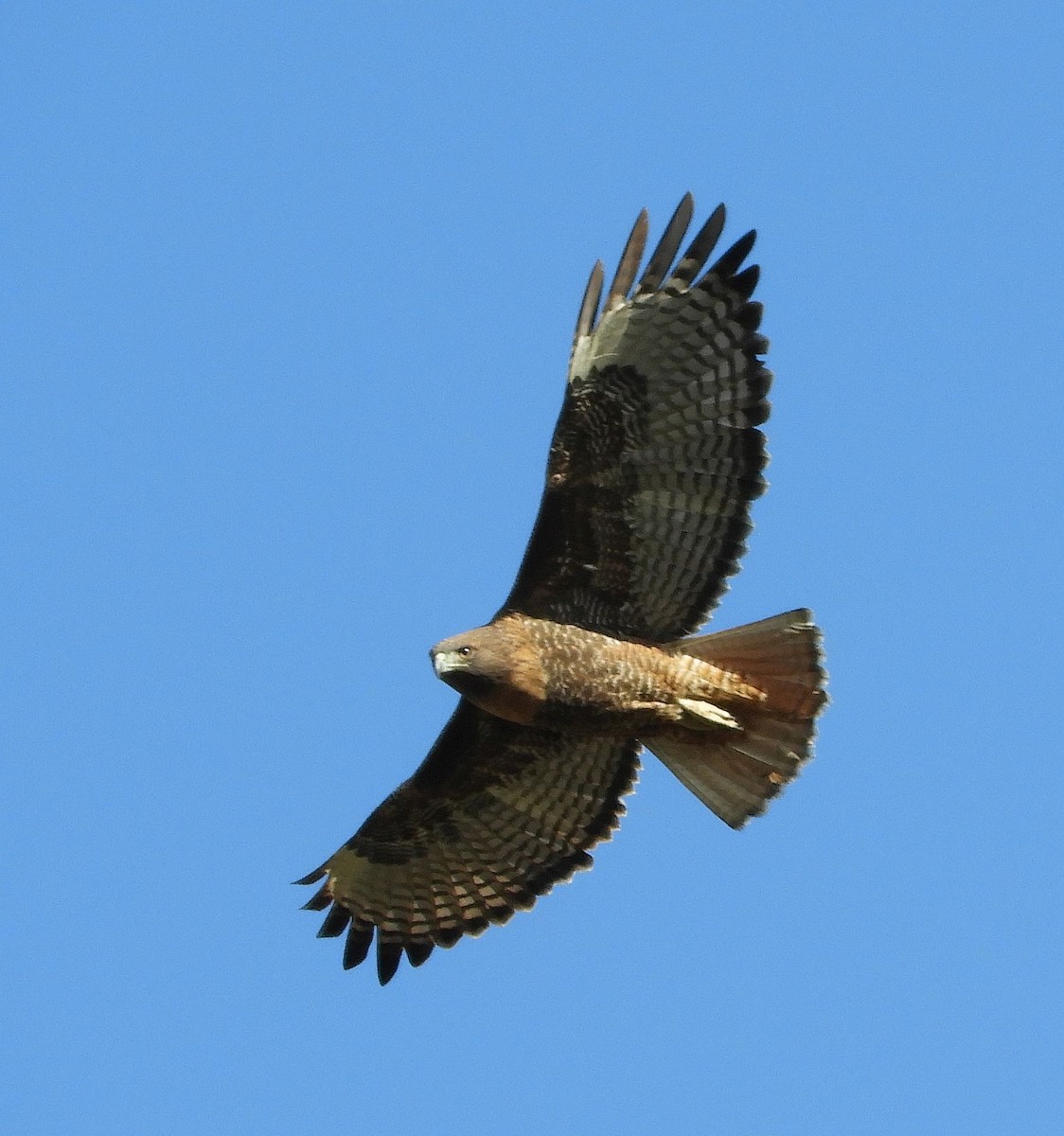 Red-tailed Hawk - ML611707679