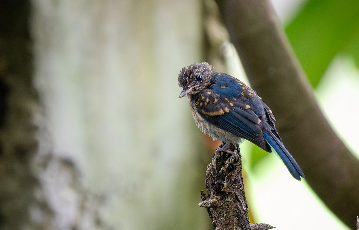 Mangrove Blue Flycatcher (Philippine) - Forest Botial-Jarvis
