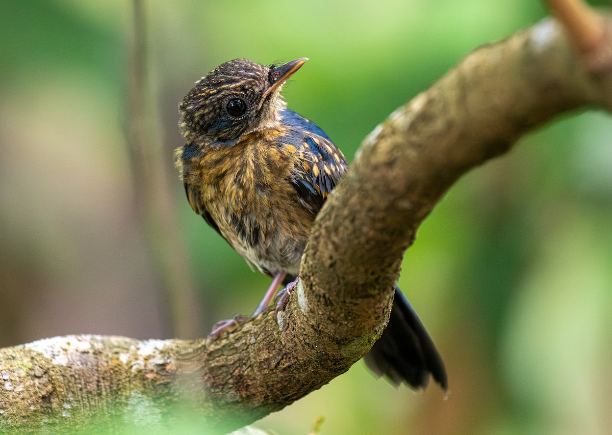 Mangrove Blue Flycatcher (Philippine) - Forest Botial-Jarvis