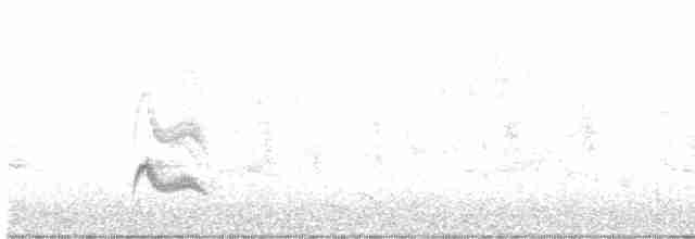 White-crested Elaenia - ML611708059