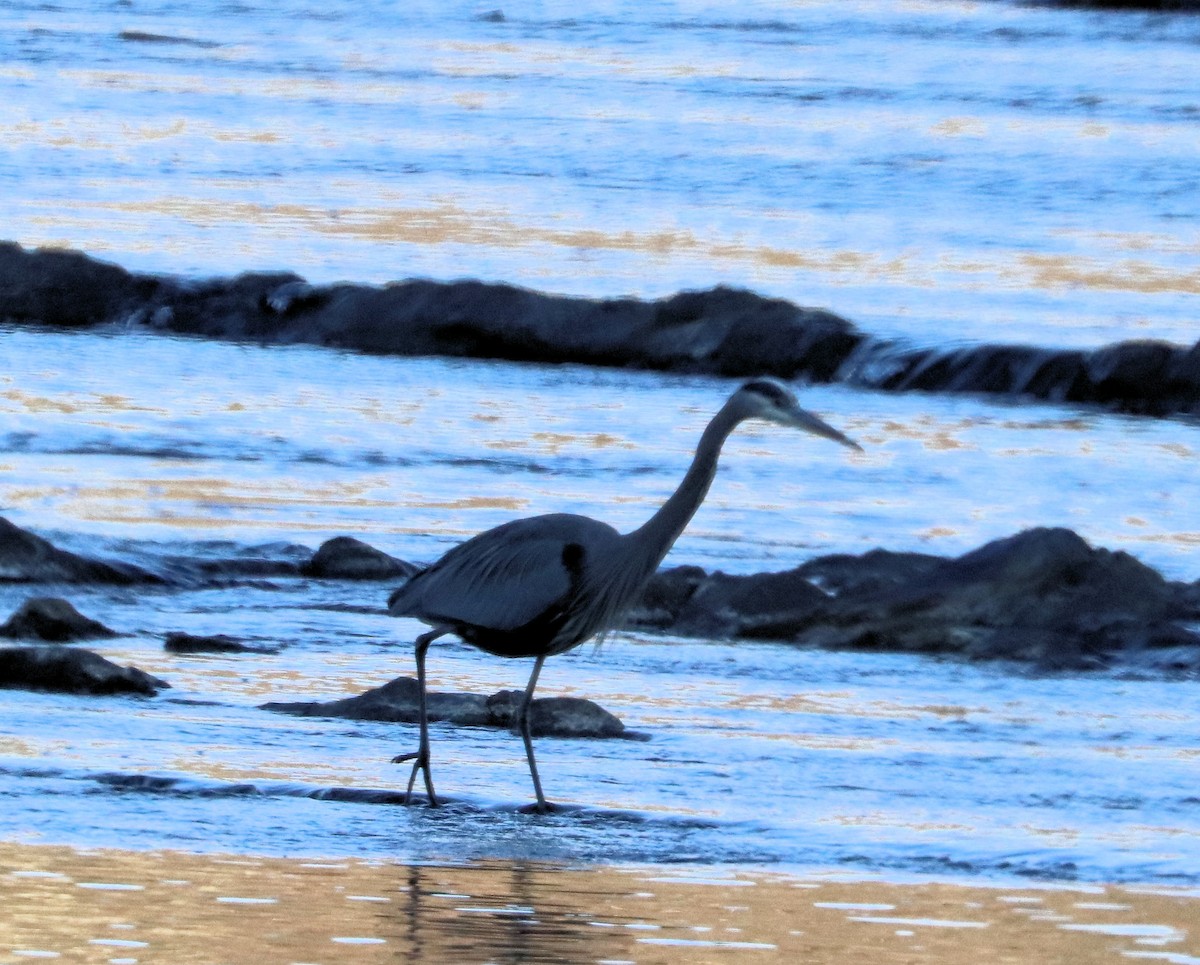 EBird Checklist 29 Nov 2023 Parrott River Road 21 Species