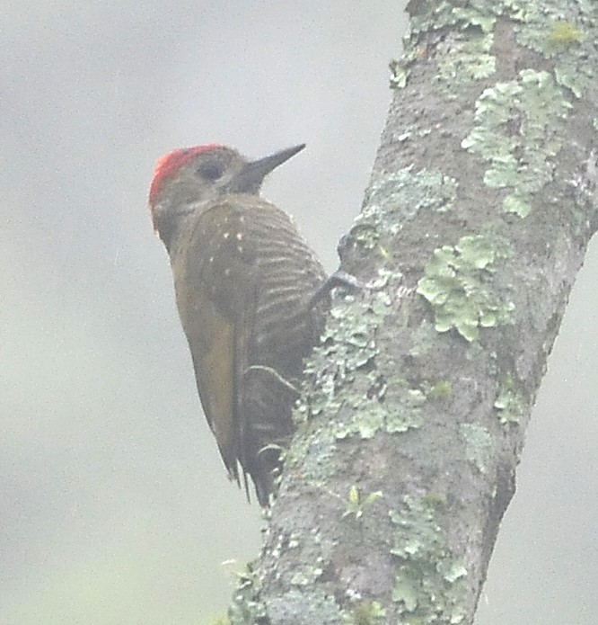 Dot-fronted Woodpecker - ML611708602