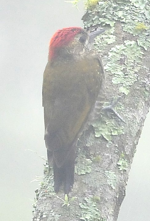 Dot-fronted Woodpecker - ML611708623