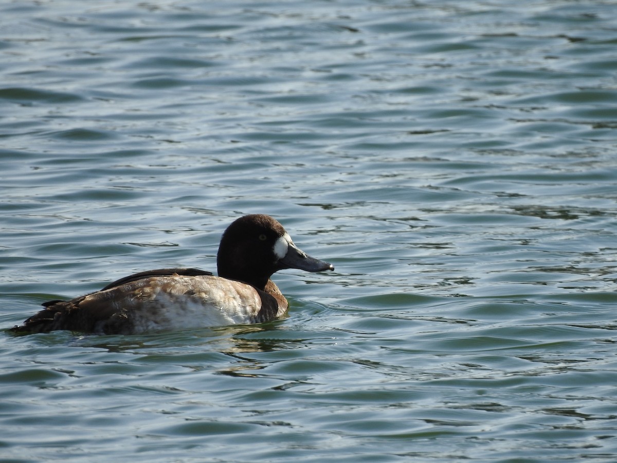 Greater Scaup - ML611708710