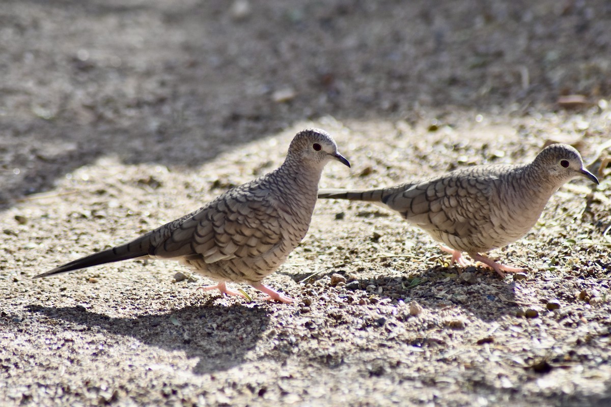 EBird Checklist - 26 Nov 2023 - Ash Canyon Bird Sanctuary (closed ...