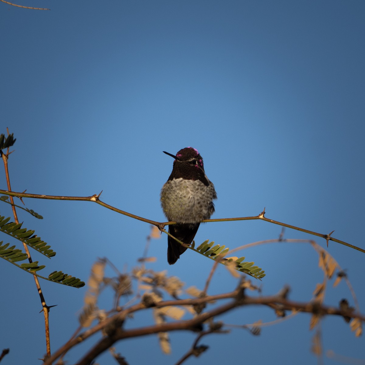 Anna's Hummingbird - Eldon Vita