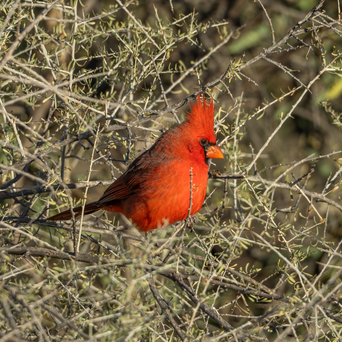Cardinal rouge - ML611708831